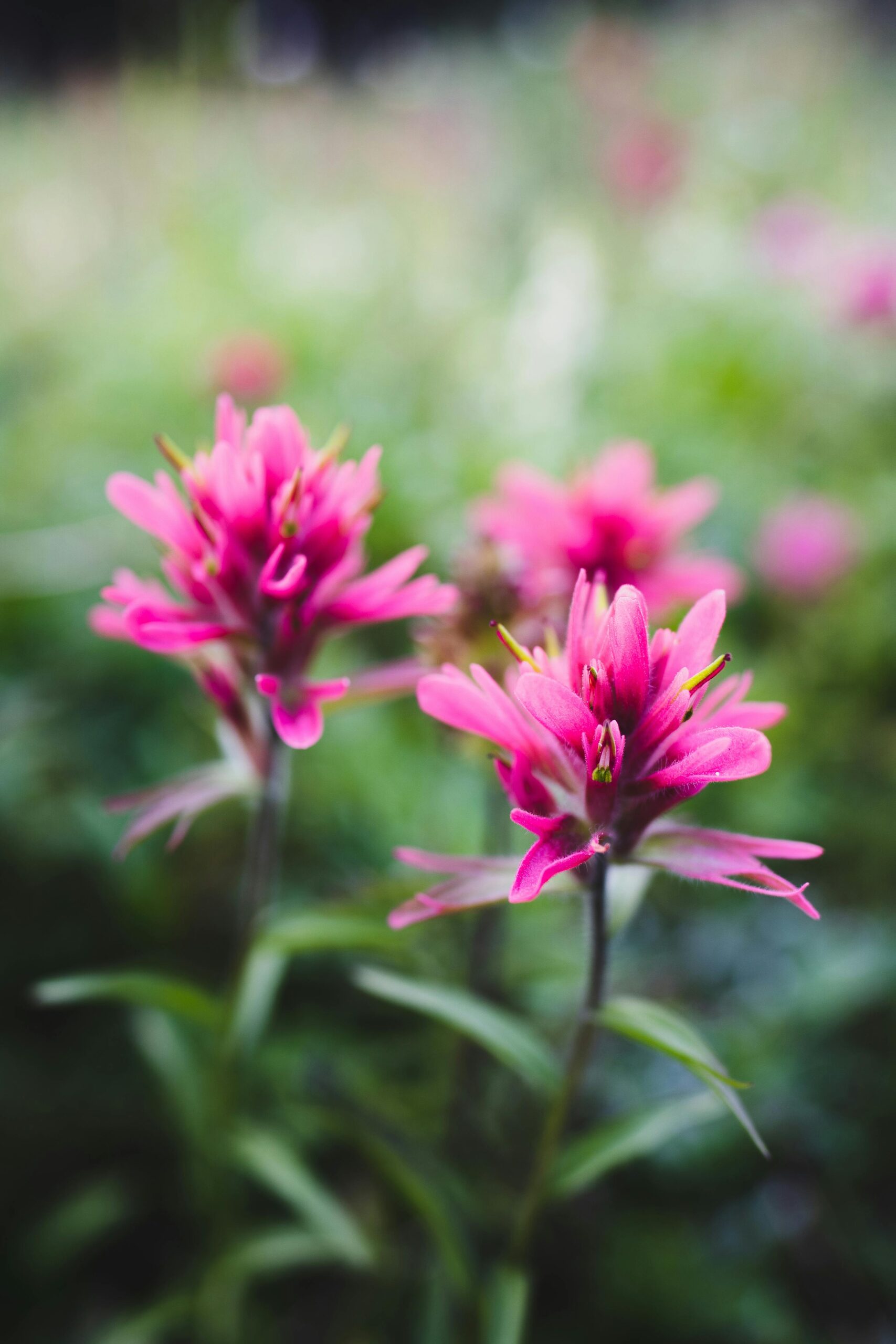 alberta plant