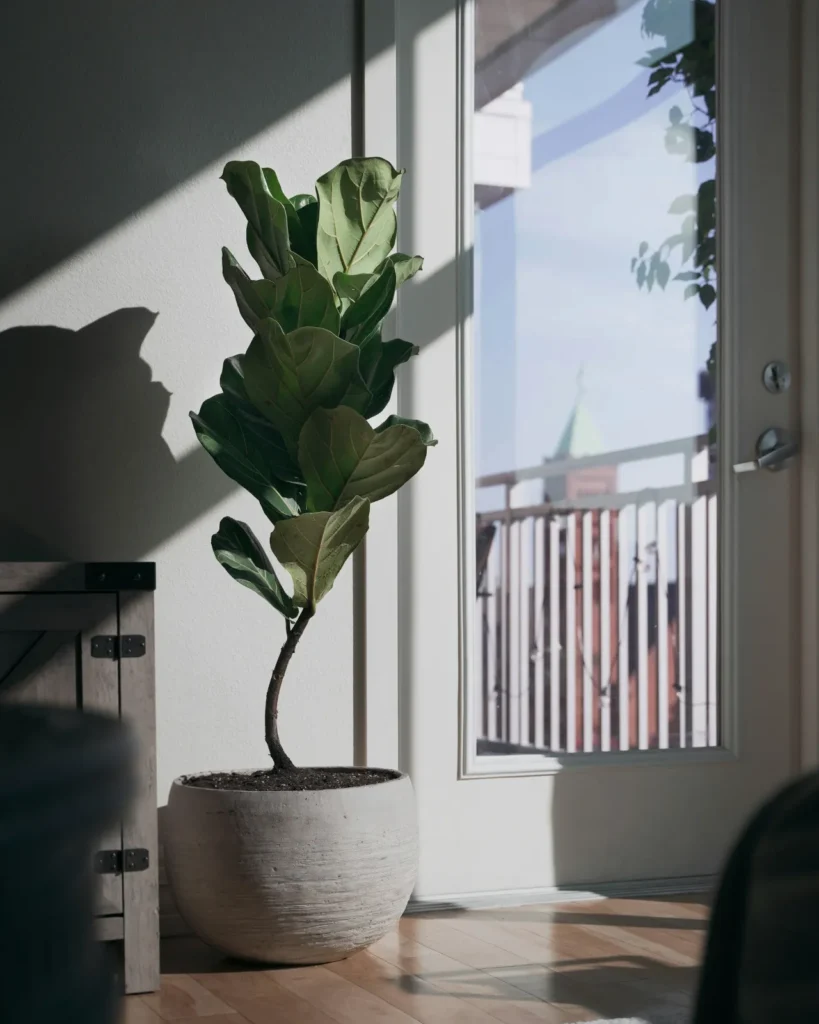 Artificial Fiddle Leaf Fig Tree in Living Room