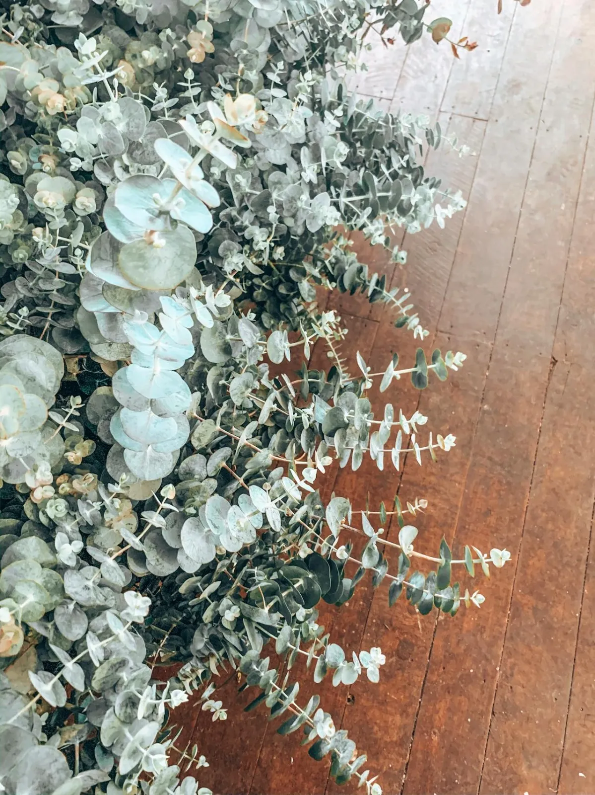 Minimal Artificial Eucalyptus Plant in Vase