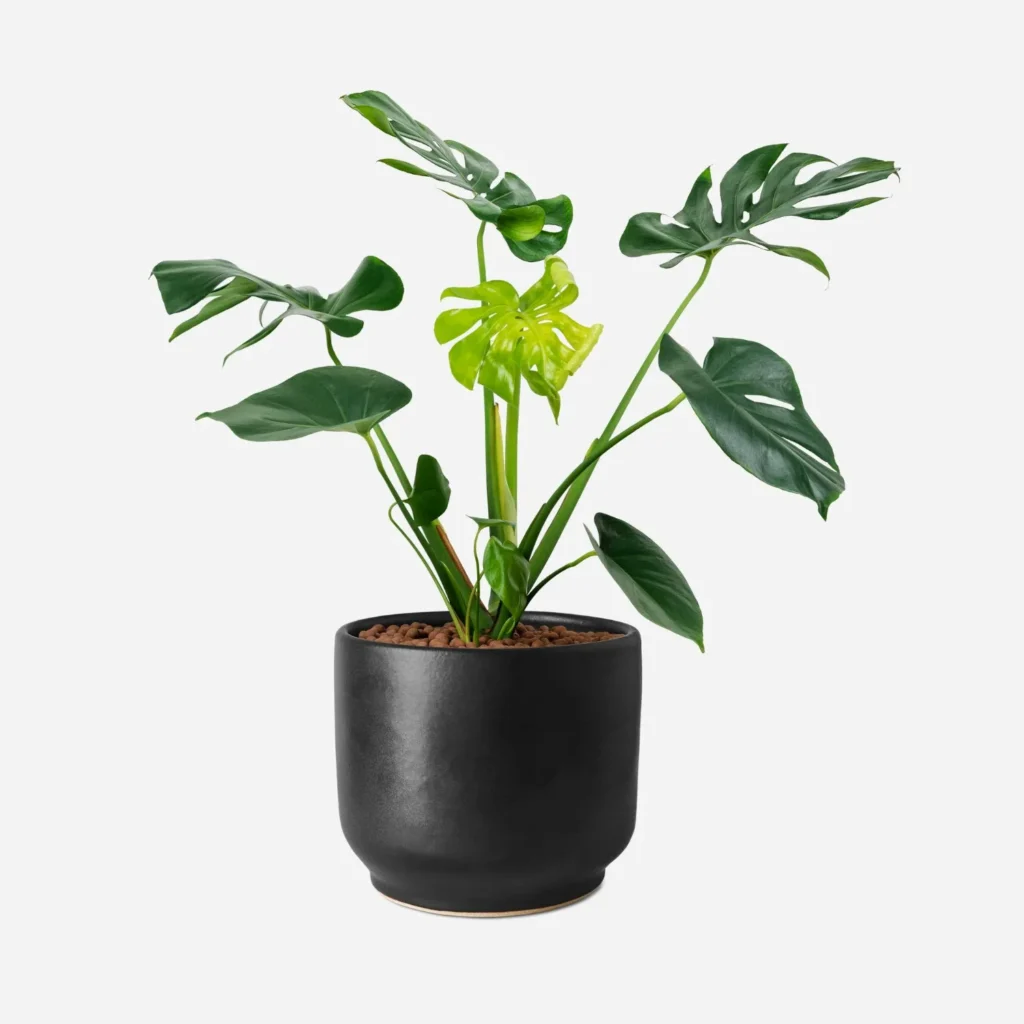Artificial Monstera Plant in Modern Pot